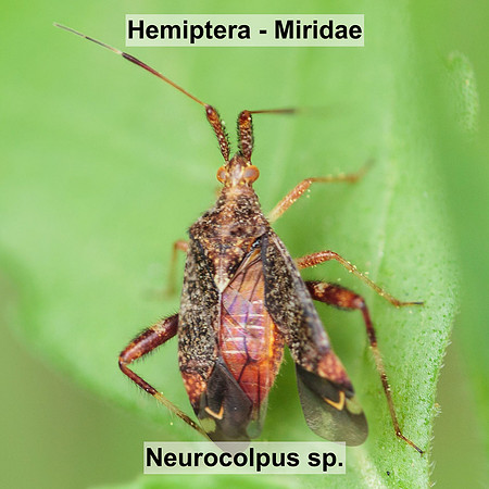 Hemiptera - Miridae - Neurocolpus sp.