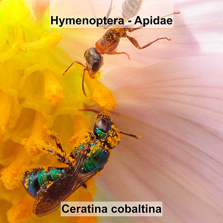 Hymenoptera - Apidae - Ceratina cobaltina