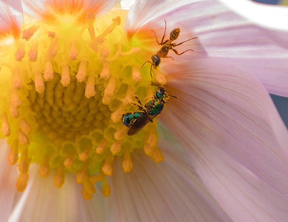 Hymenoptera - Apidae - Ceratina cobaltina