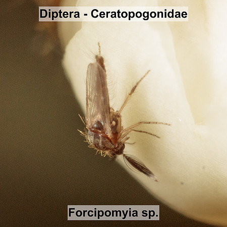 Diptera - Ceratopogonidae - Forcipomyia sp.