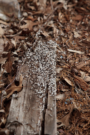 Blattodea - termites