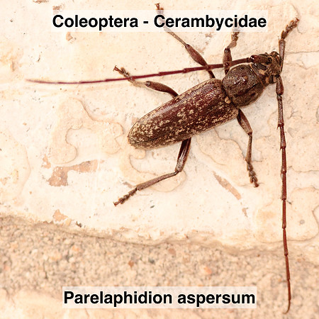 Coleoptera - Cerambycidae - Parelaphidion aspersum