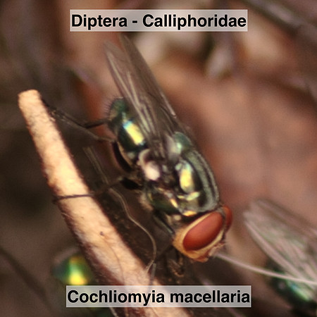 Diptera - Calliphoridae - Cochliomyia macellaria