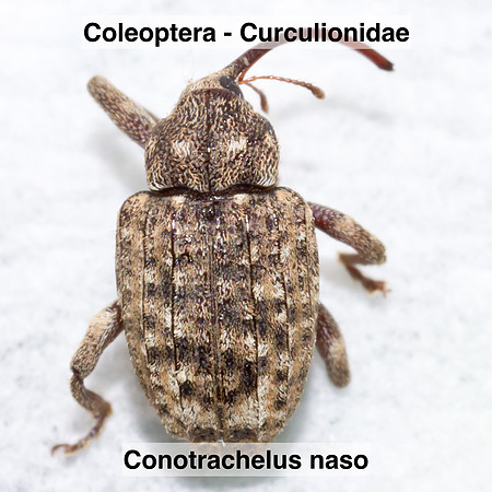 Coleoptera - Cucurlionidae - Conotrachelus naso