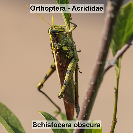 Orthoptera - Acrididae - Schistocera obscura