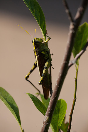 Orthoptera - Acrididae - Schistocera obscura