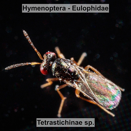 Hymenoptera - Eulophidae - Tetrastichinae sp.