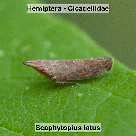 Hemiptera - Cicadellidae - Scaphytopius latus
