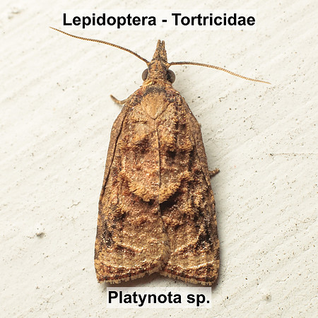 Tortricidae - Platynota sp.