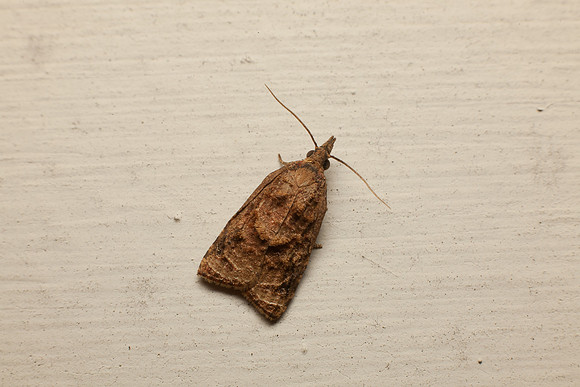 Tortricidae - Platynota sp.