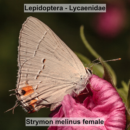 Lepidoptera - Lycaenidae - Strymon melinus female