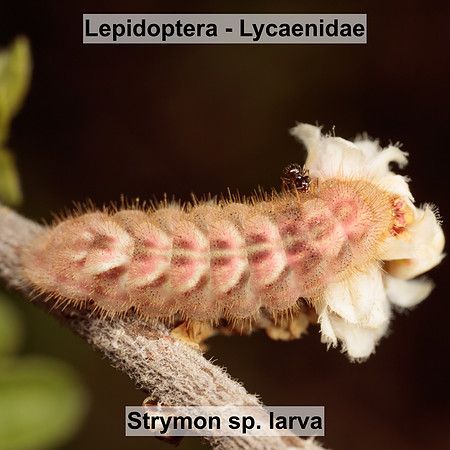 Lepidoptera - Lycaenidae - Strymon sp. larva