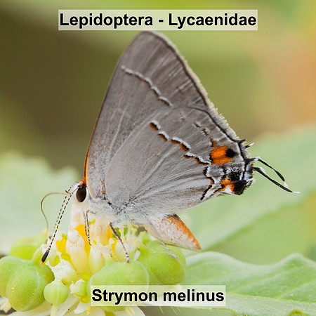 Lepidoptera - Lycaenidae - Strymon melinus male