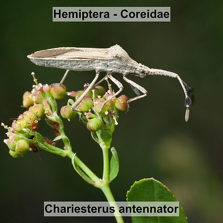 Hemiptera - Coreidae - Chariesterus antennator