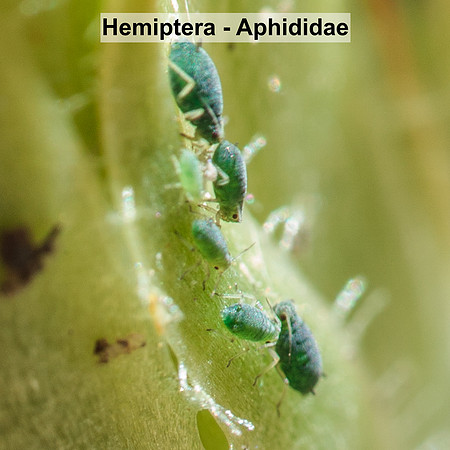 Hemiptera - Aphididae -- Unidentified sp5