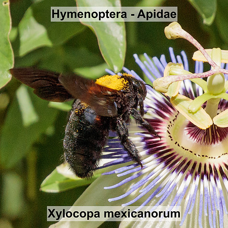 Hymenoptera - Apidae - Xylocopa mexicanorum