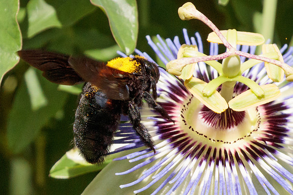 Hymenoptera - Apidae - Xylocopa mexicanorum