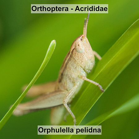 Orthoptera - Acrididae - Orphulella pelidna