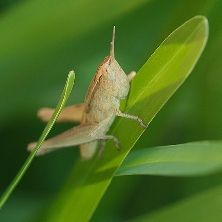 Orthoptera - Acrididae - Orphulella pelidna