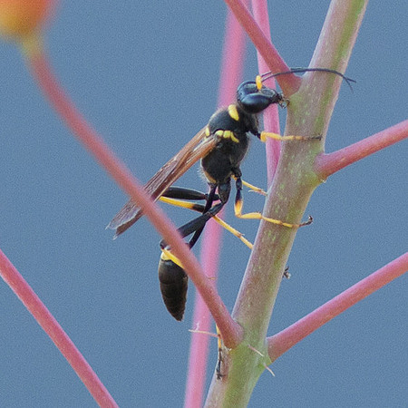 Hymenoptera - Sphecidae - Sceliphron caementarium (female)