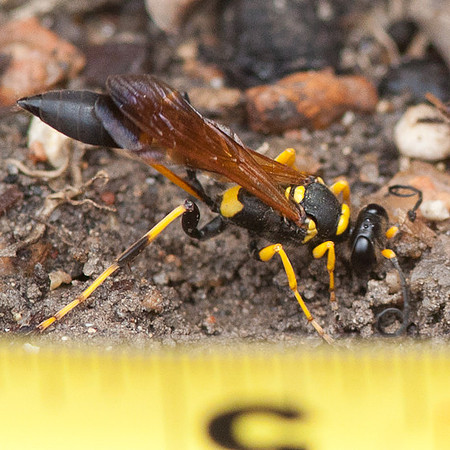Sceliphron caementarium (male)