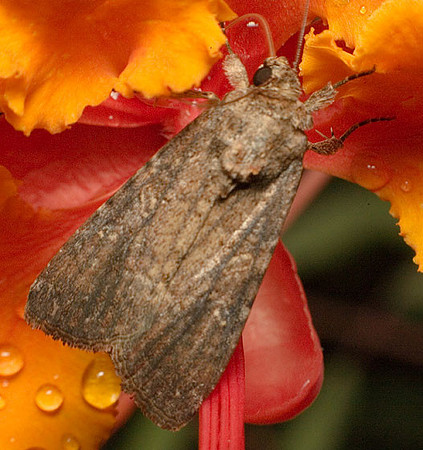 Noctuidae - Spodoptera frugiperda female