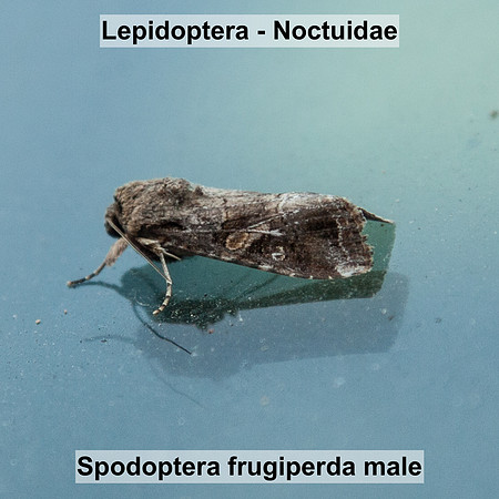 Noctuidae - Spodoptera frugiperda male