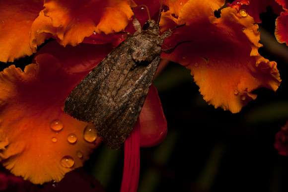 Noctuidae - Spodoptera frugiperda female