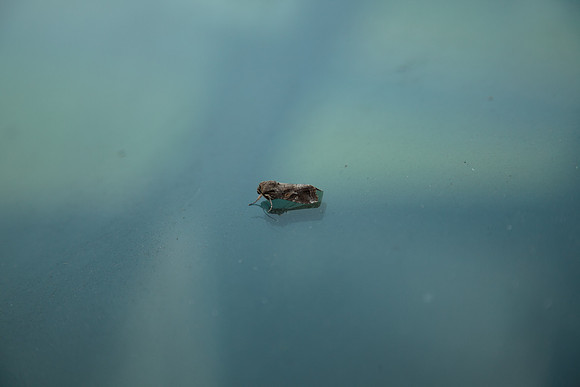 Noctuidae - Spodoptera frugiperda male