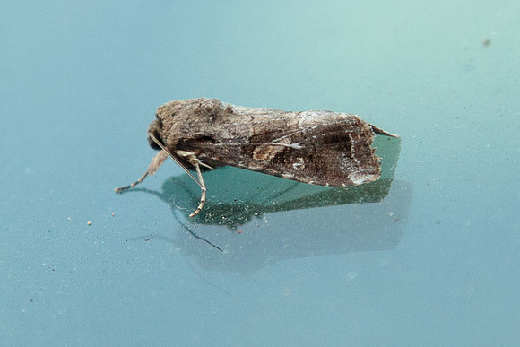 Noctuidae - Spodoptera frugiperda male