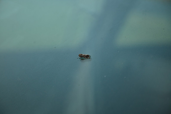 Noctuidae - Spodoptera frugiperda male