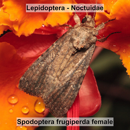 Noctuidae - Spodoptera frugiperda female