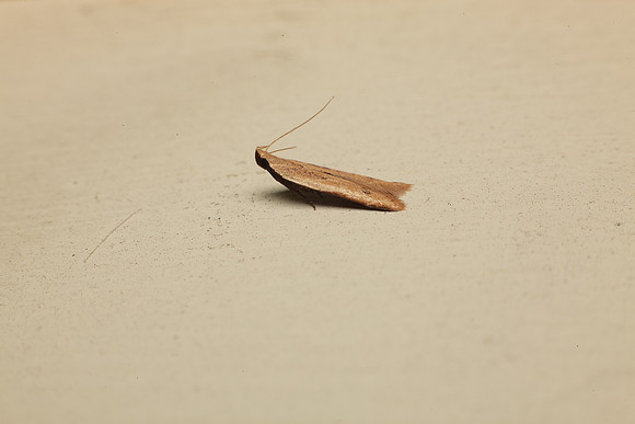 Gelechiidae - Mosophleps adustipennis