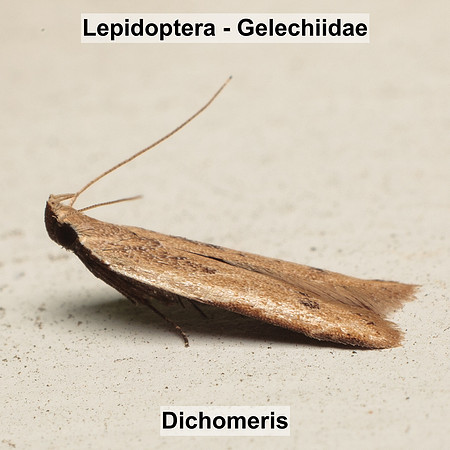 Gelechiidae - Mosophleps adustipennis