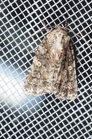 Lepidoptera moths - Noctuidae - Acronicta afflicta