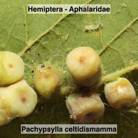 Hemiptera - Aphalaridae - Pachypsylla celtidismamma