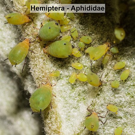 Hemiptera - Aphididae -- Unidentified sp7
