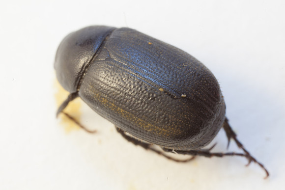 Coleoptera - Scarabaeidae - Diplotaxis sp.