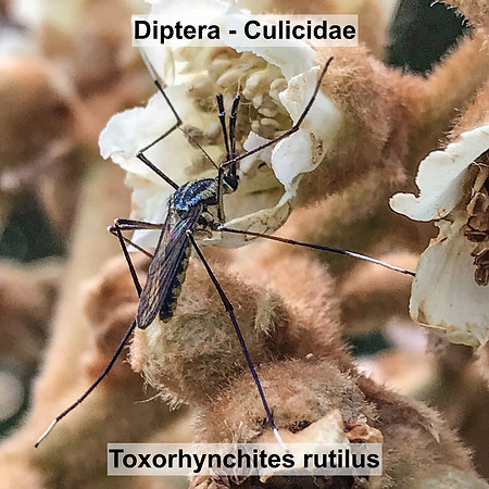 Diptera - Culicidae - Toxorhynchites rutilus