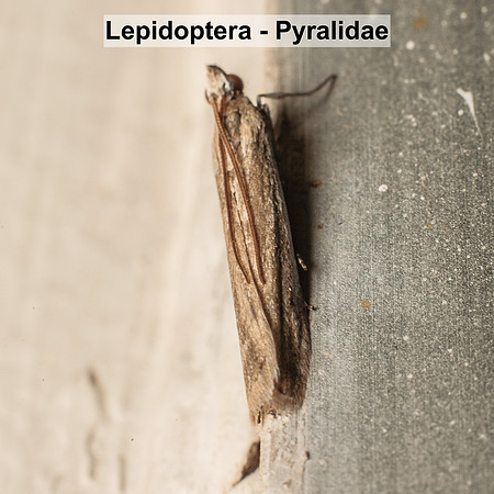 Pyralidae - Unidentified