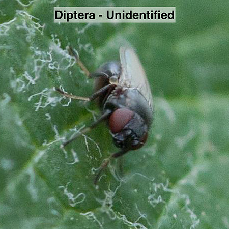 Diptera -- Unidentified
