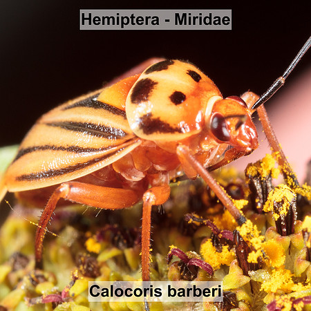 Hemiptera - Miridae - Calocoris barberi