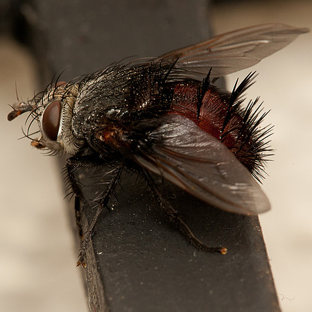 Diptera - Tachinidae - Juriniopsis adusta