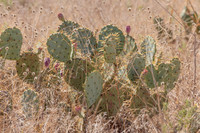 Prickly Pear Cactus