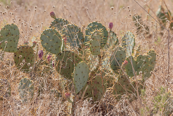 Prickly Pear Cactus