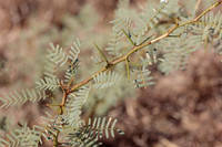 Mesquite