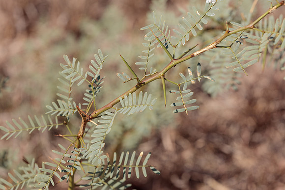 Mesquite