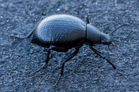 Darkling Beetle