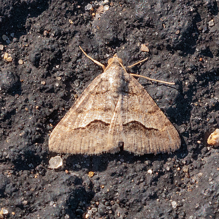 Geometer moth