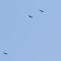 Black Vultures